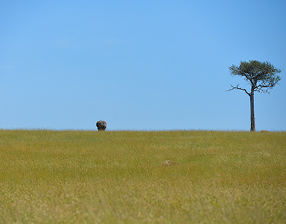 The Plains and Lone Trees of Maasai Mara - Kenya