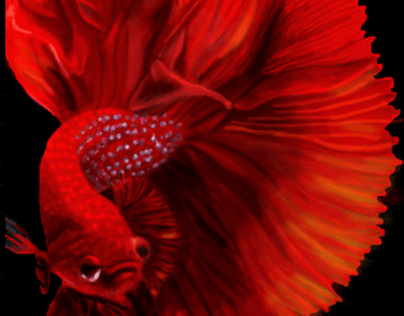 Beta fish digital Painting (realism)