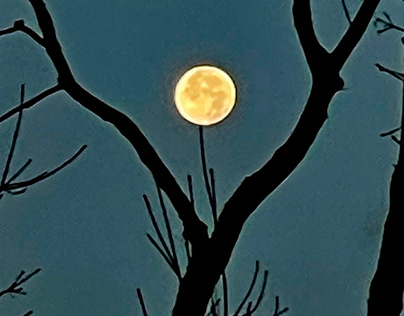 The Full Moon Tree - 2024