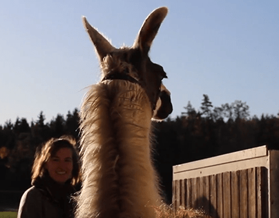 Workaway Experience on a Lama Farm in Bavaria, Germany