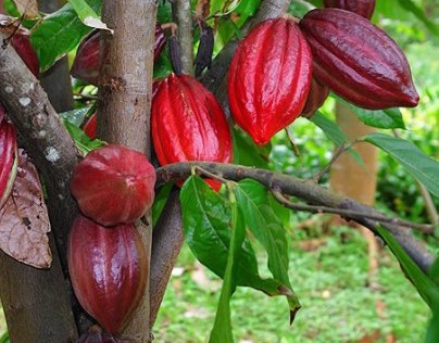 Participatory Mon-Ev System Cocoa Enterprise in Ende