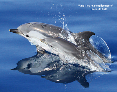 A precipizio negli abissi per tutelare delfini e balene