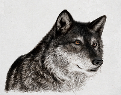 Gray Wolf: Digital Drawing