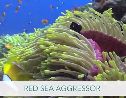 Red Sea Aggressor WBDR Video
