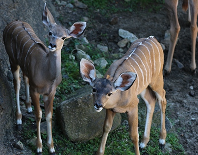 Kudu Calves