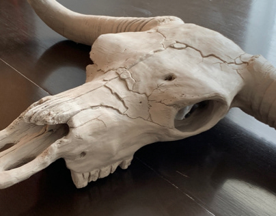 Steer skull, air dry clay