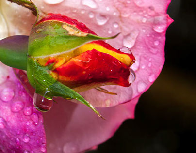 roses,rain 'n rays