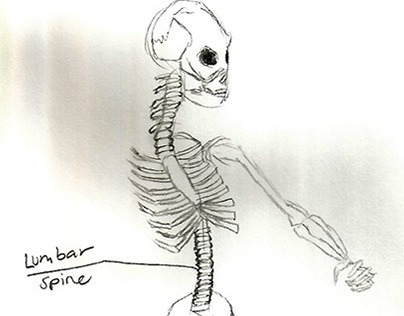 Skeletal and Muscular view of my character 