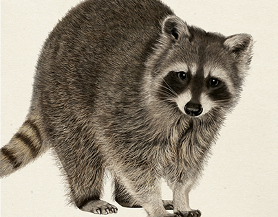 Raccoon: Digital Drawing
