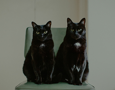 retro olive black cats