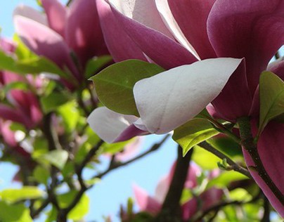 Secret Garden, Magnolia.
