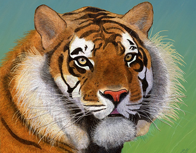 I Love Tigers, so I drew this....