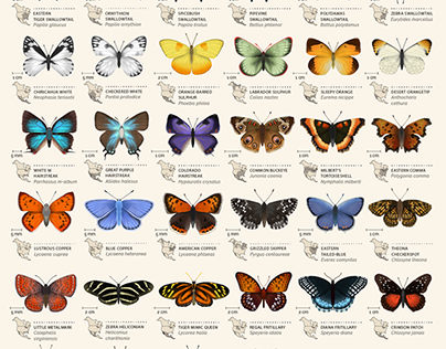 Butterfly Identification Chart