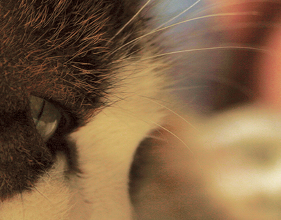 Digital Photography - Cat in Natural Light.