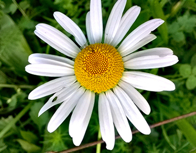 Fibonacci flower