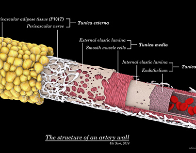 3D Visualisation of an Artery