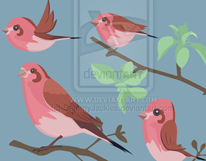 Vector Finch Birds V5