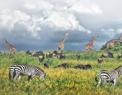 Serengeti. Tanzania, Africa.