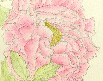 flower sketch peony flower by Water color