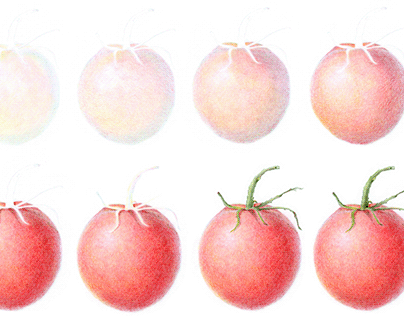 Step-by-Step: Tomato in Colored Pencil