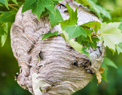 Nature - Hornet Nest