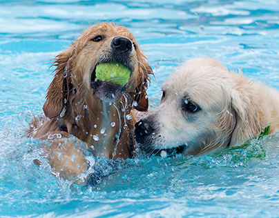 Hondenzwemmen sportpark Almelo