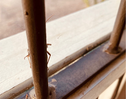 Peek-a-boo. Locust.