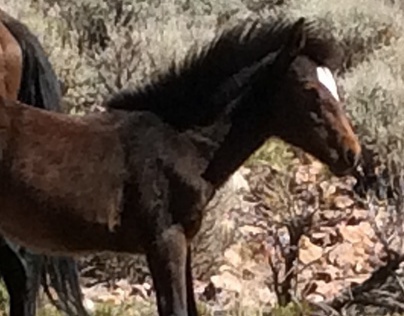 Wild Horses on the Comstock