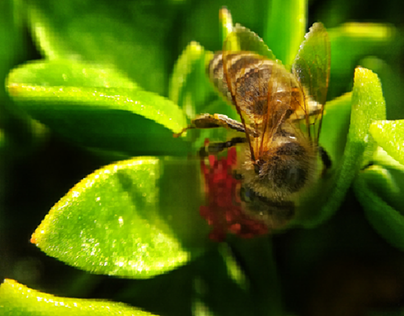 Macro nature | Bee