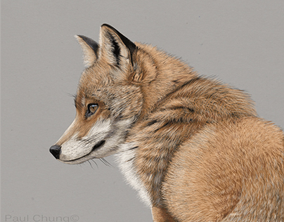 Red Fox: Digital Drawing
