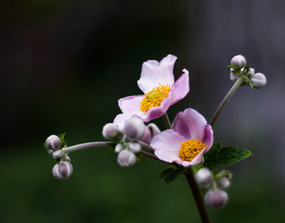 Dusty Pink Japanese Anemones