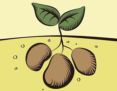 Solanum - visual identity
