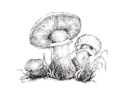 Ink drawing - series of mashrooms