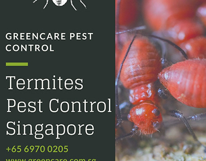 Termites Pest Control Singapore – Greencare