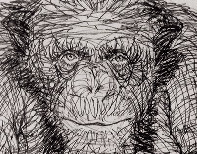 Chimpanzee attitude
