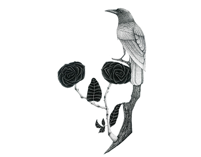 Pássaro, rosas / Bird roses
