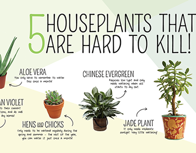 Infographic – Easy Houseplant Guide