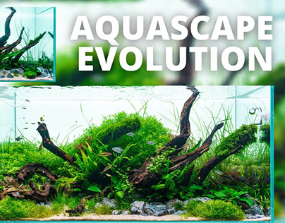 Aquascape Evolution - The World In An Aquarium UPDATE