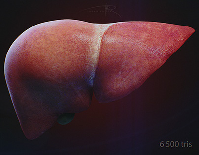 Human Liver 3D model for Radius Digital Science