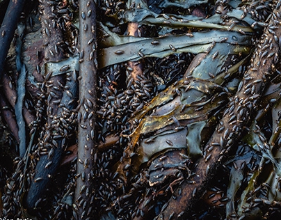 Kelp Lice - Low tide - Southeast Coast South Africa