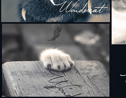 Wandercat Branding image