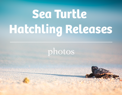 Sea turtle hatching releases photos