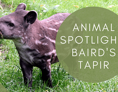 Animal Spotlight: Baird's Tapir