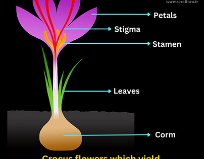 crocus flower SERAFINCO SAFFRON
