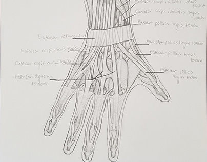 Muscles of the Hand Study