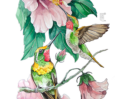 Hummingbirds and hibiscus