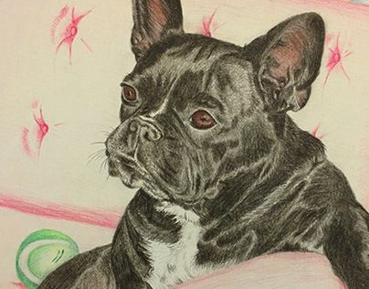 Portrait of Gucci, the French Bulldog