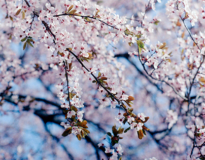 Cherry Tree in Spring