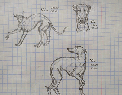 Greyhound sketch - day 20 of posting everyday