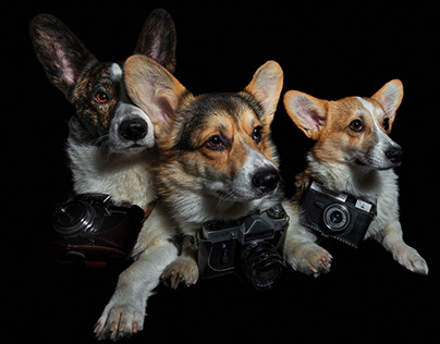 Puppies pose with old cameras